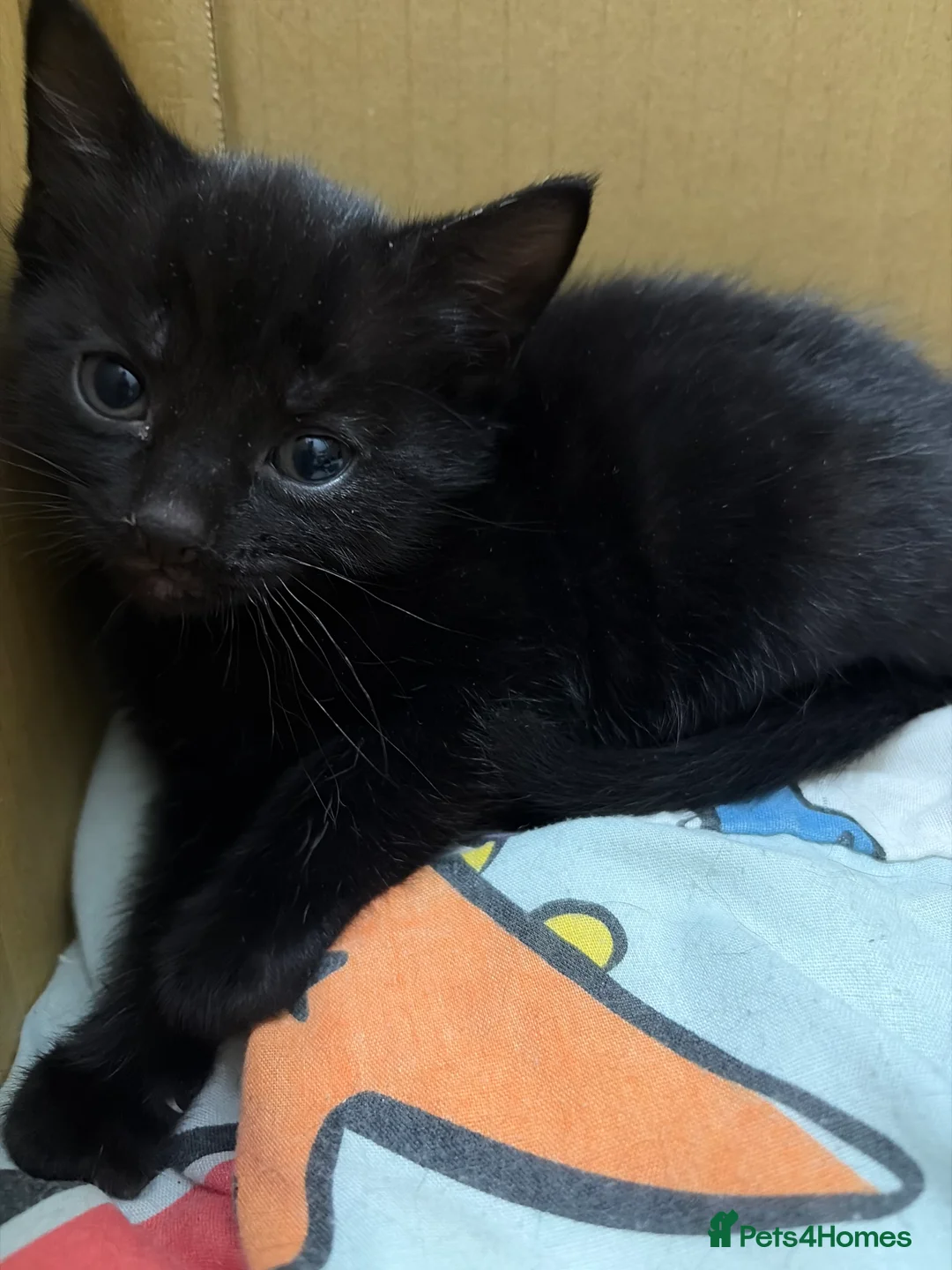 Domestic Shorthair cats for sale: Kittens  - Advert 2