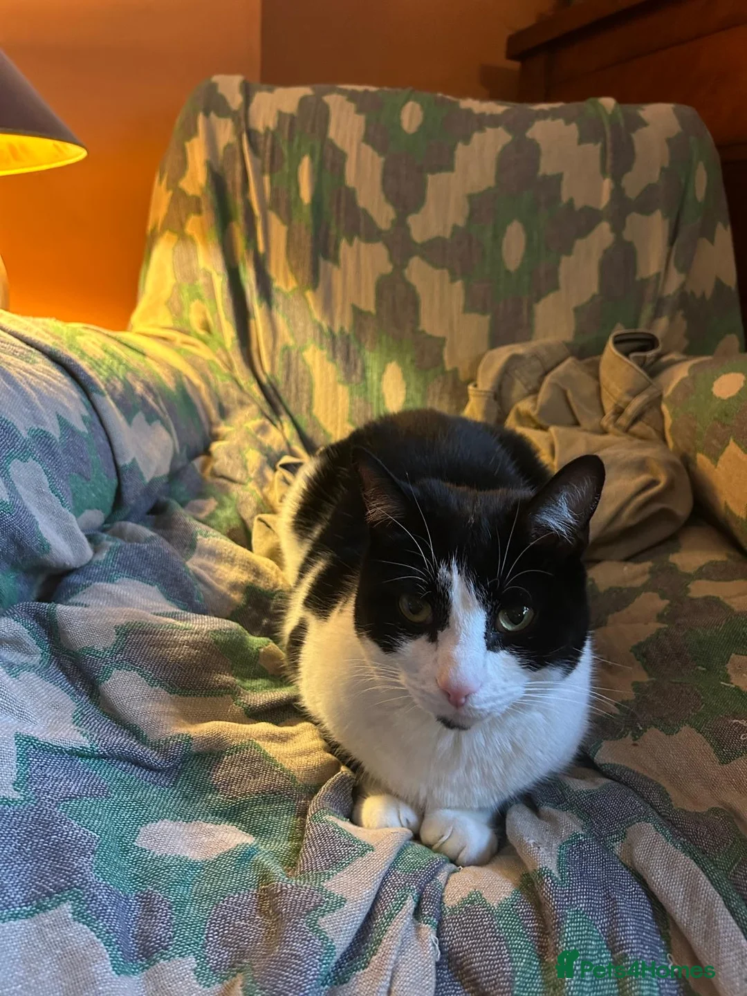 British Shorthair cats for sale: British Shorthair - Mother and Son Re-Home  - Advert 8