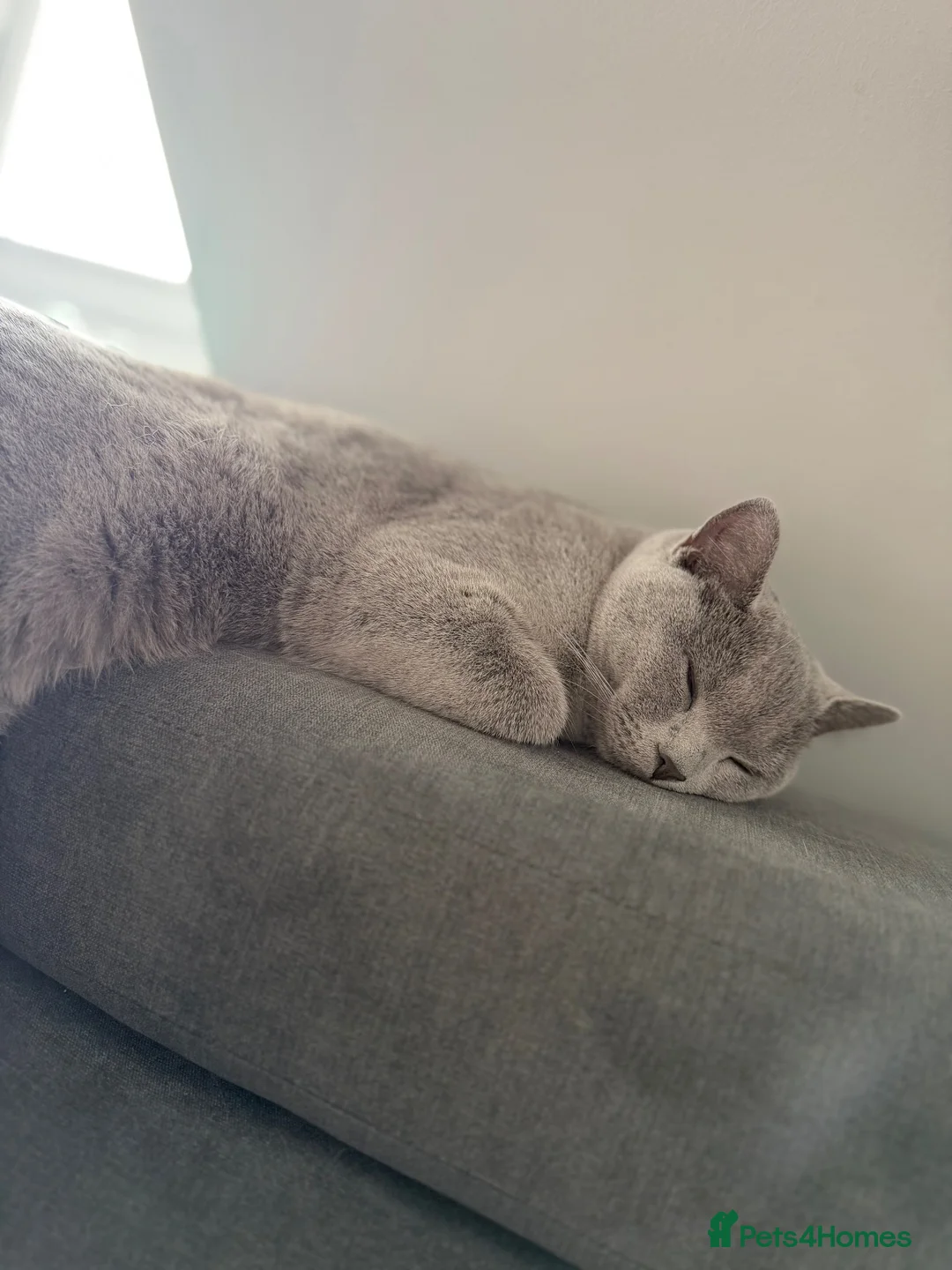 British Shorthair cats for sale: Pebble - Gorgeous Girl Looking For New Home - Advert 8