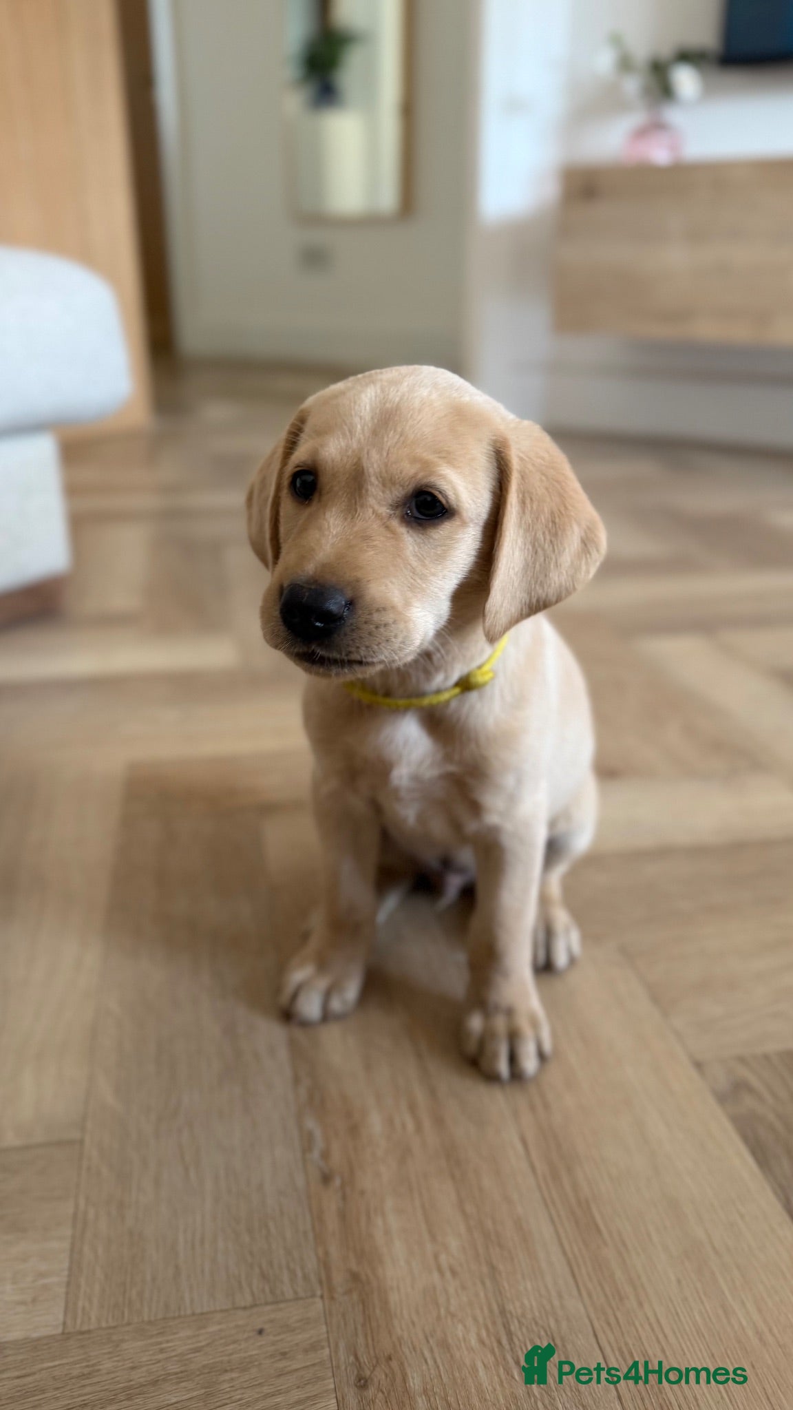 Labrador Retriever dogs KC Registered Working Labrador Puppies 🐾 - Advert 1