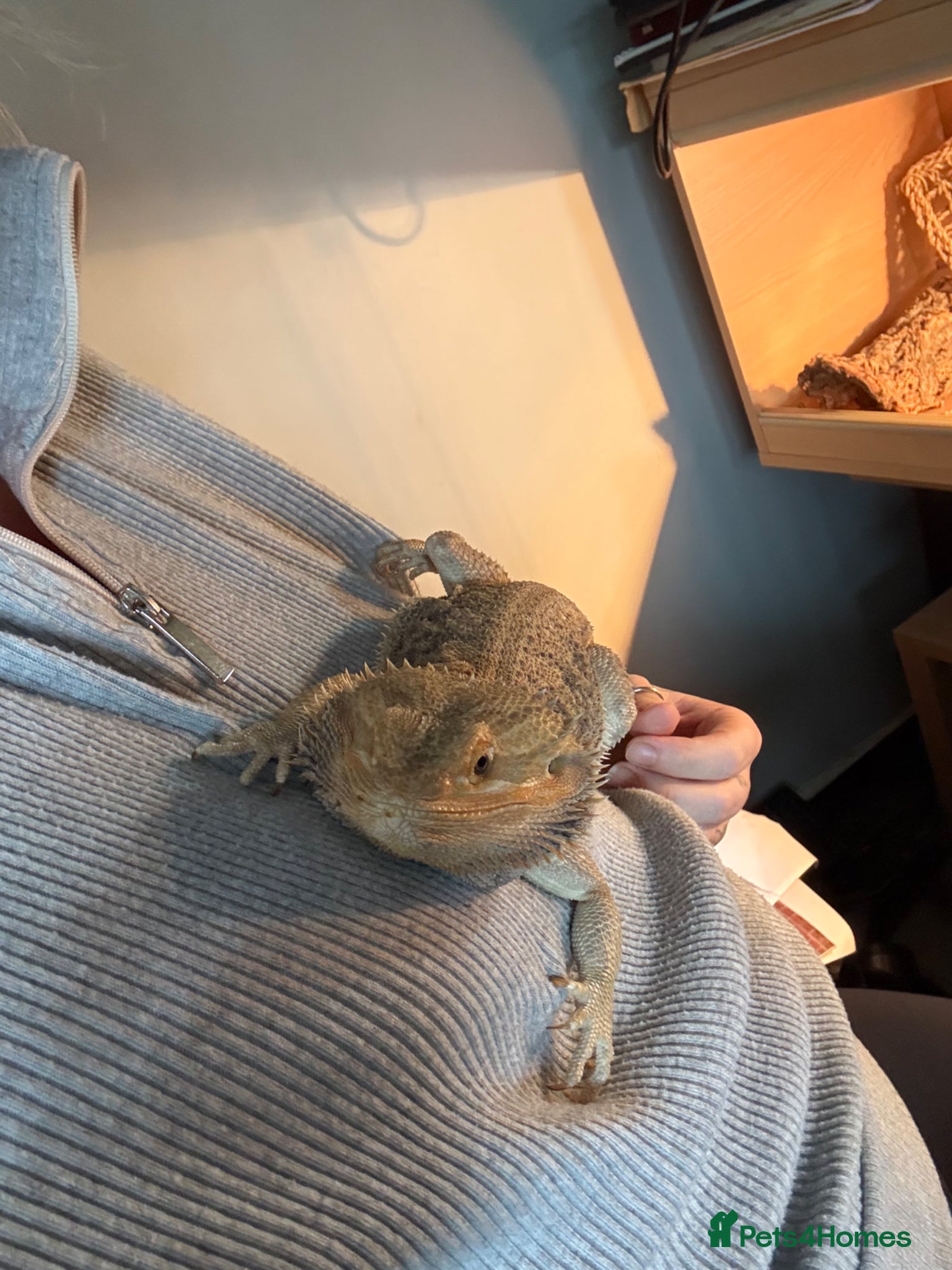 Bearded Dragon reptiles Bearded dragon  - Advert 17