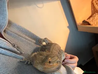 Bearded Dragon reptiles Bearded dragon - Advert 17
