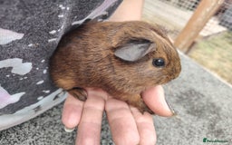 Guinea Pig rodents for sale: Baby boy pigs - Image 4