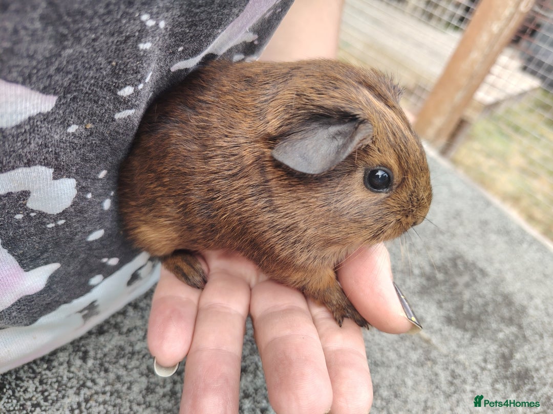 Guinea Pig rodents for sale: Baby boy pigs - Image 4