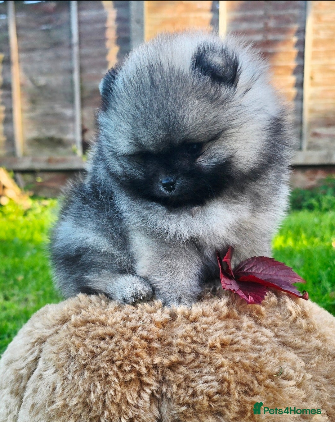 Pomeranian dogs *Beautiful pedegree pomeranian pups* - Advert 4
