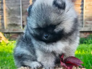 Pomeranian dogs *Beautiful pedegree pomeranian pups* - Advert 4