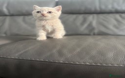 British Shorthair cats for sale: Stunning British shorthair kittens  - Image 20