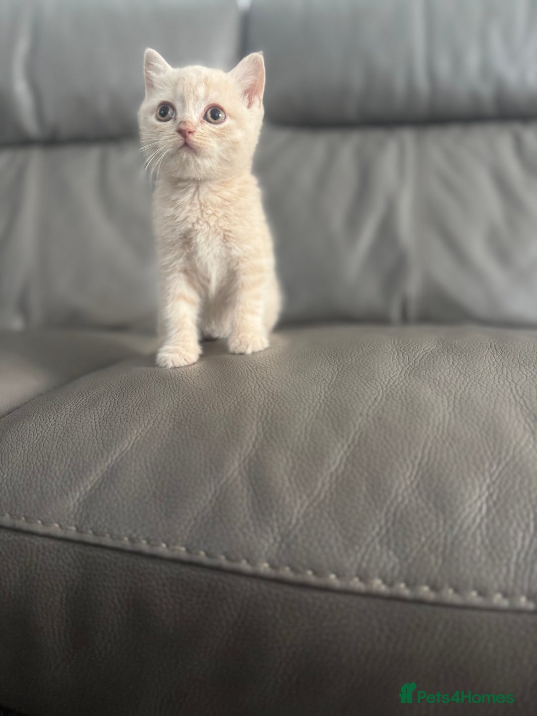 British Shorthair cats for sale: Stunning British shorthair kittens  - Image 20