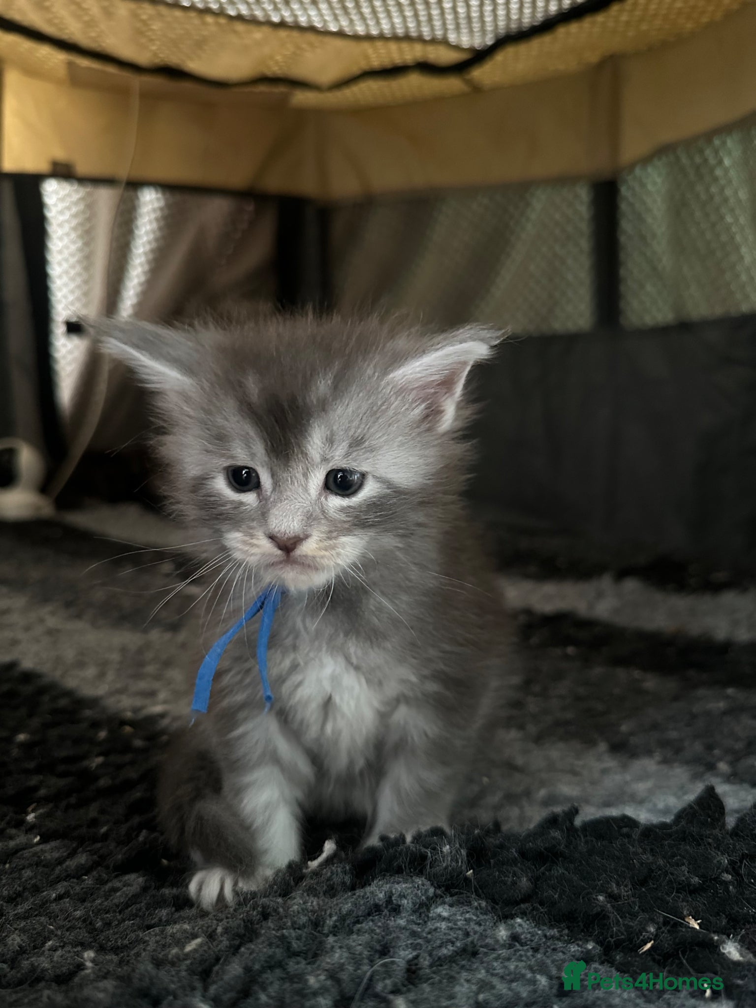 Maine Coon cats for sale: 5 beautiful Maine coon kittens - Advert 27