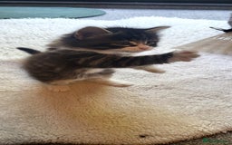 Mixed Breed cats for sale: Lovely kittens Looking for new Homes  - Image 20