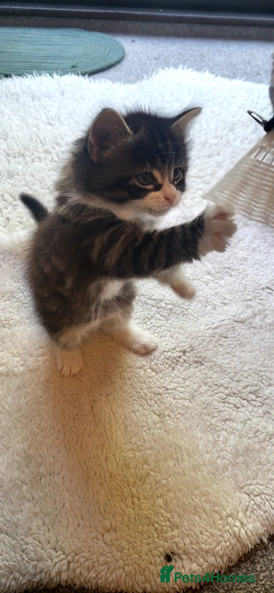 Mixed Breed cats for sale: Lovely kittens Looking for new Homes  - Image 20