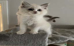 Ragdoll cats for sale: Pedigree Bicolour Ragdoll kittens  - Image 9