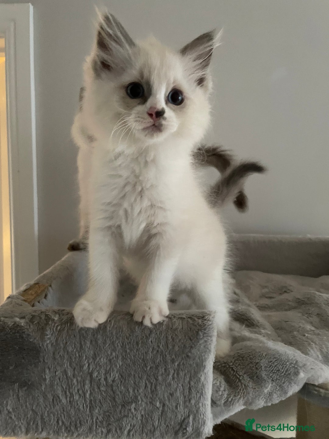 Ragdoll cats for sale: Pedigree Bicolour Ragdoll kittens  - Image 9