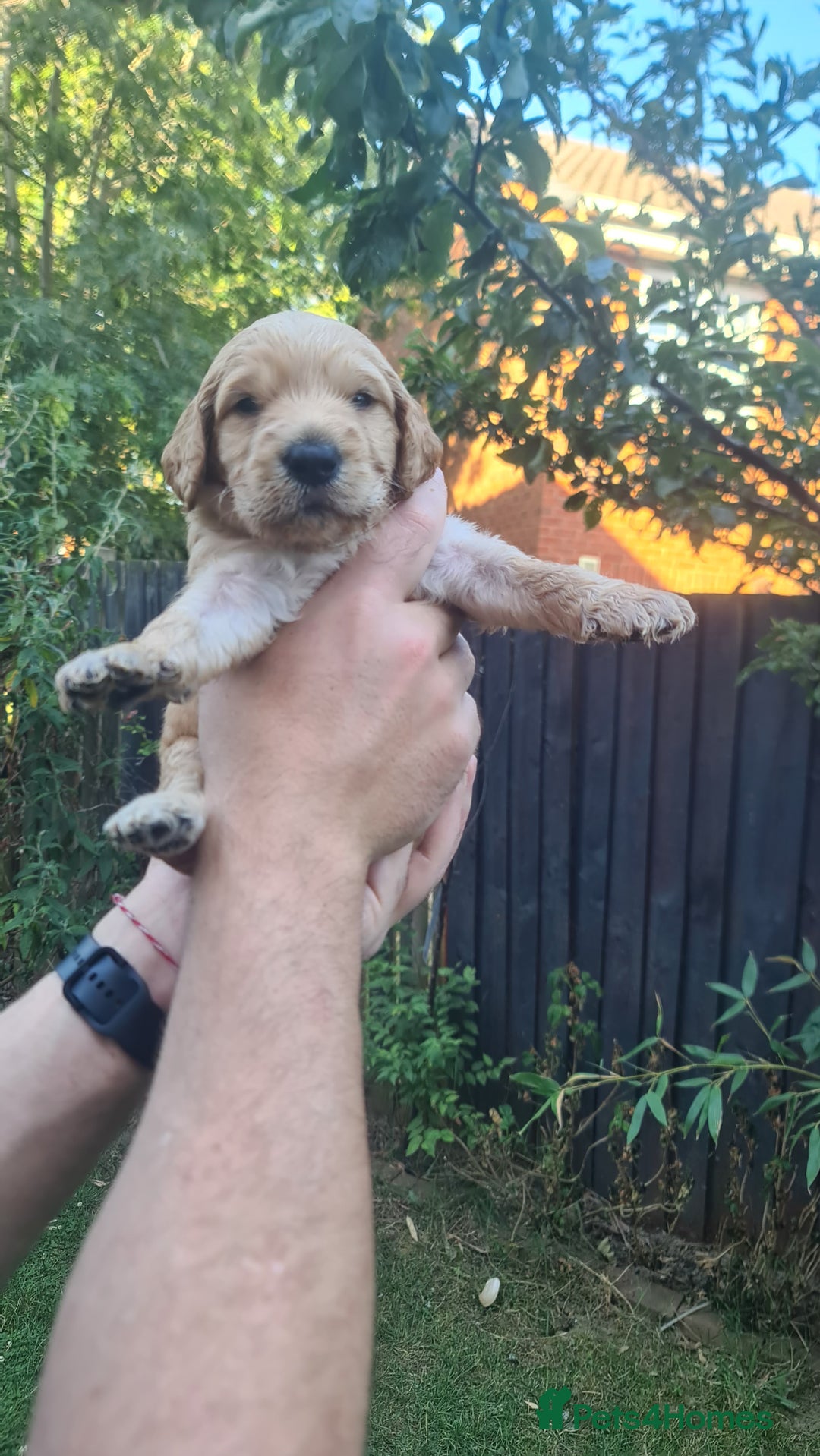 Goldendoodle dogs for sale: 🐾 Adorable Standard Goldendoodle Puppies 🐾 - Image 38