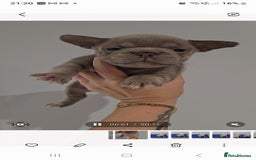 Frug dogs for sale: Beautiful Frug Babies 😍 - Image 10