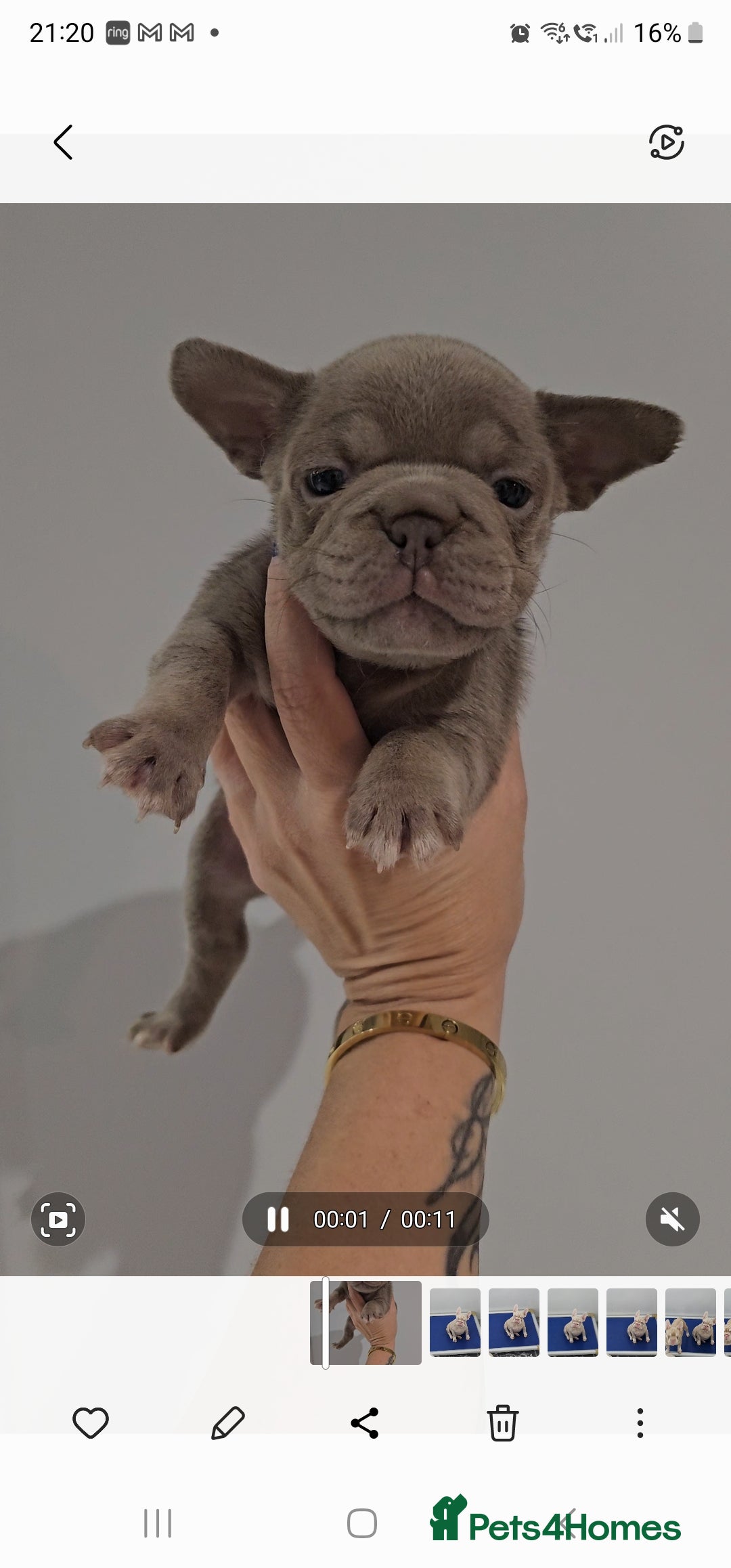 Frug dogs for sale: Beautiful Frug Babies 😍 - Image 10