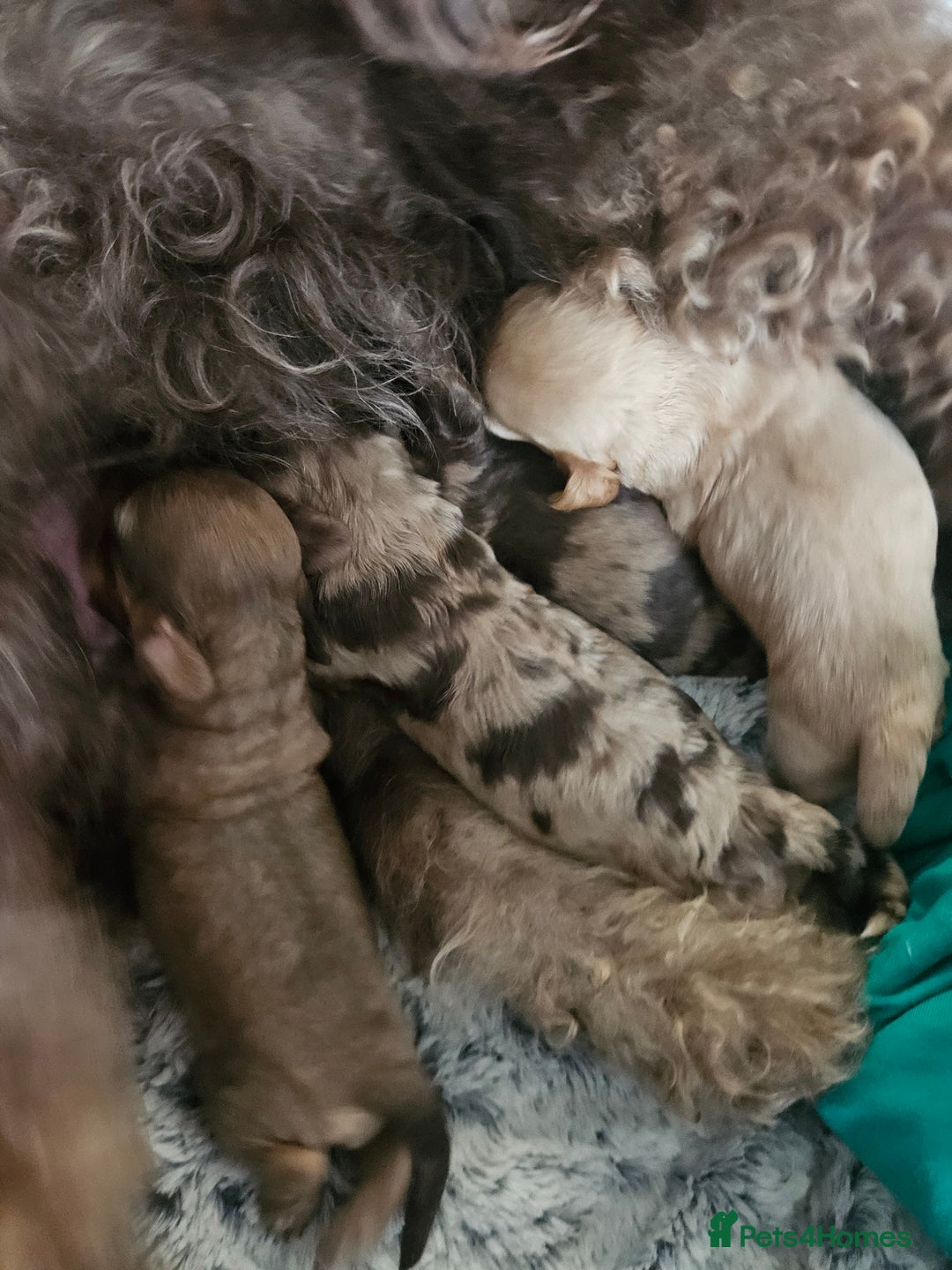 Cockapoo dogs for sale: Cockerpoo puppies - Image 8
