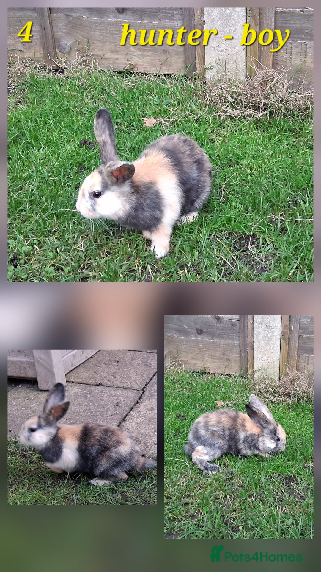 Rex rabbits for sale: Super Cute Baby bunnies! Rex x Lops - Image 6