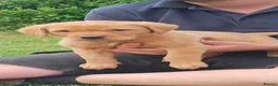 Labrador Retriever dogs for sale: Labrador puppies for sale - Advert 3