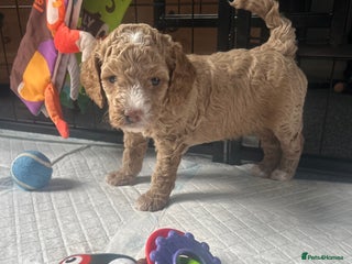 Cavapoo dogs - Advert 1