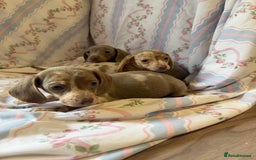 Miniature Dachshund dogs for sale: miniature dash hound puppys  - Advert 7