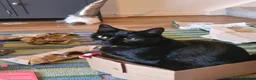 Domestic Shorthair cats for sale: Gorgeous Bonded pair of cats, 2 years old in Weymouth - Advert 5