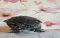 British Shorthair cats for sale: A charming kitten will be available in December. - Image 36