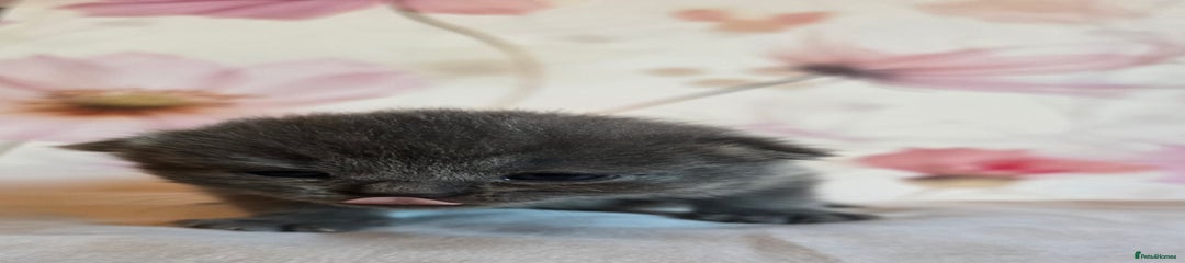 Blue girl (purple collar)