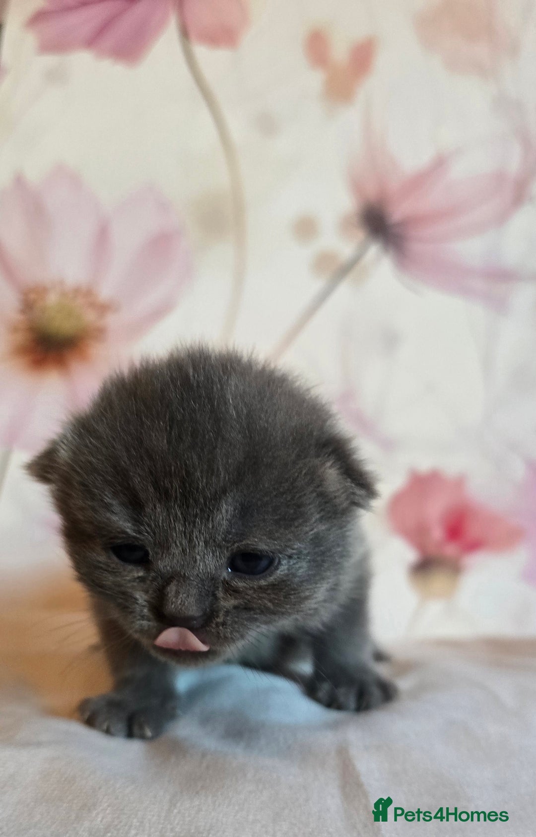 British Shorthair cats for sale: A charming kitten will be available in December. - Image 36