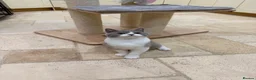 British Shorthair cats for sale: READY NOW - REGISTERED FULL PEDIGREE BSH - Advert 8