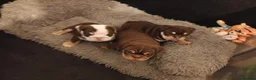English Bulldog dogs for sale: Gorgeous English Bulldog Puppies Available - Advert 5