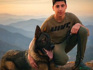 German Shepherd dogs MASSIVE GERMAN SHEPHERD-PUPPIES FOR SALE - Advert 4