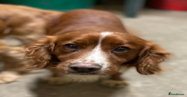 Cocker Spaniel dogs - Advert 16
