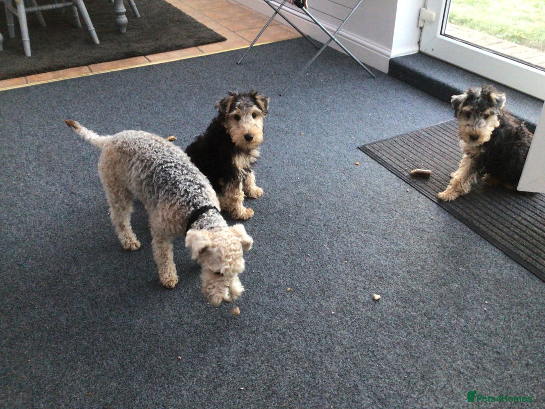 Lakeland Terrier dogs for sale: Lakeland terrier  - Image 2