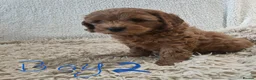 Cockapoo dogs for sale: Toy/mini Cockapoo f1b puppies  in Omagh - Advert 4