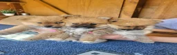 Pomeranian dogs for sale: Pomeranian Puppies in Hayes - Advert 5