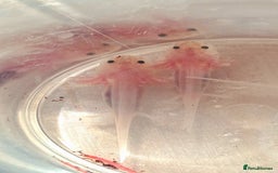 Axolotl reptiles for sale: Axolotls  - Image 29