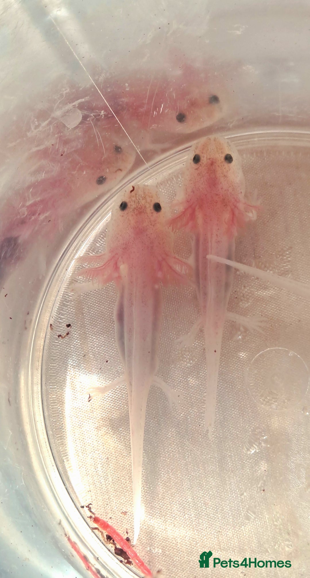 Axolotl reptiles for sale: Axolotls  - Image 29