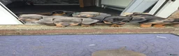 Miniature Dachshund dogs for sale: Miniature Dachshund puppies  - Advert 10