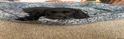 Cocker Spaniel dogs for sale: 4 month old show type cocker spaniel  - Advert 9