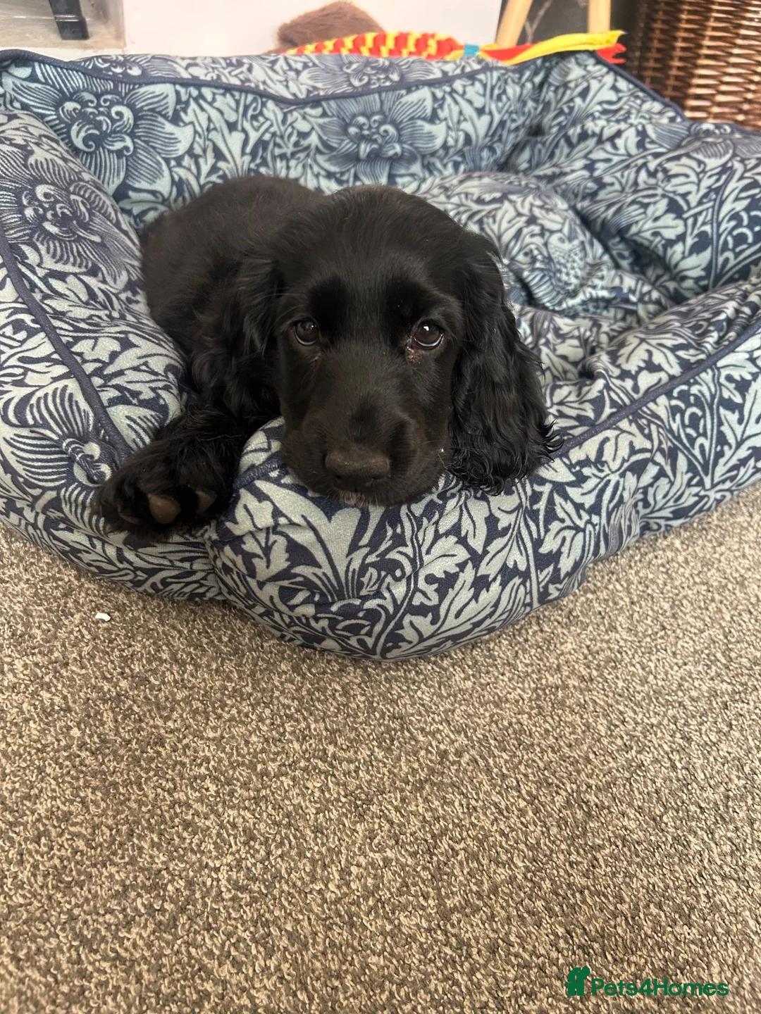 Cocker Spaniel dogs for sale: 4 month old show type cocker spaniel  - Advert 9