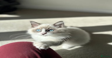 Ragdoll cats in Taunton - Advert 4