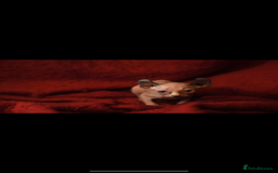 Sphynx cats for sale: Sphynx Elf’s  - Image 3
