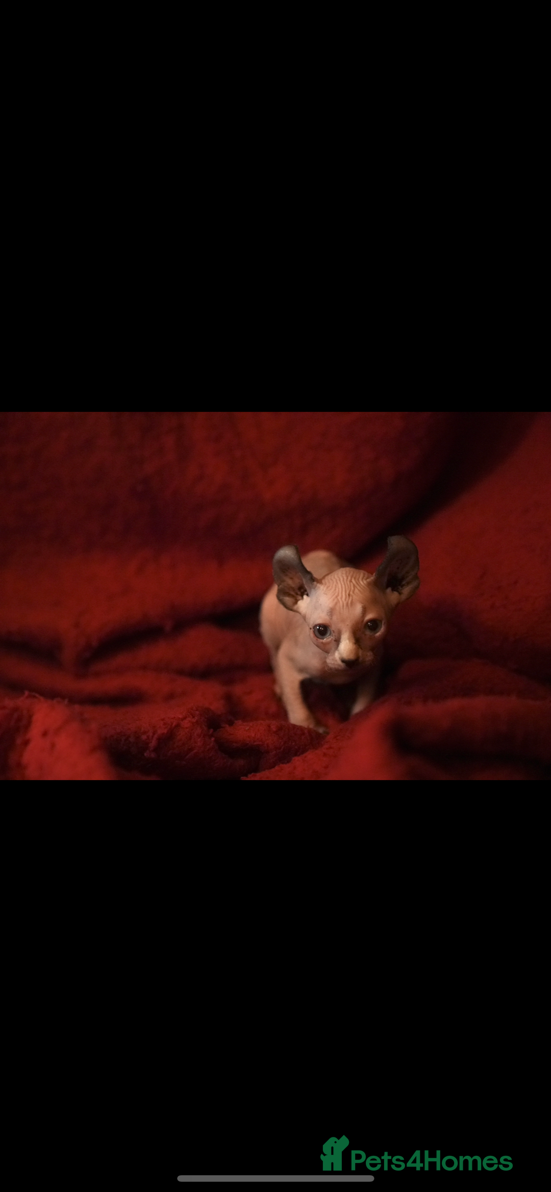 Sphynx cats for sale: Sphynx Elf’s  - Image 3