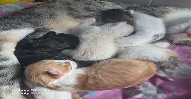 Mixed Breed cats - Advert 9