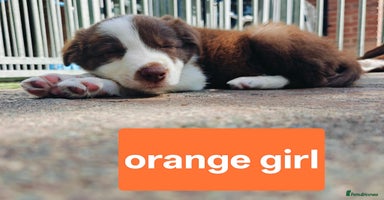 Border Collie dogs - Advert 15