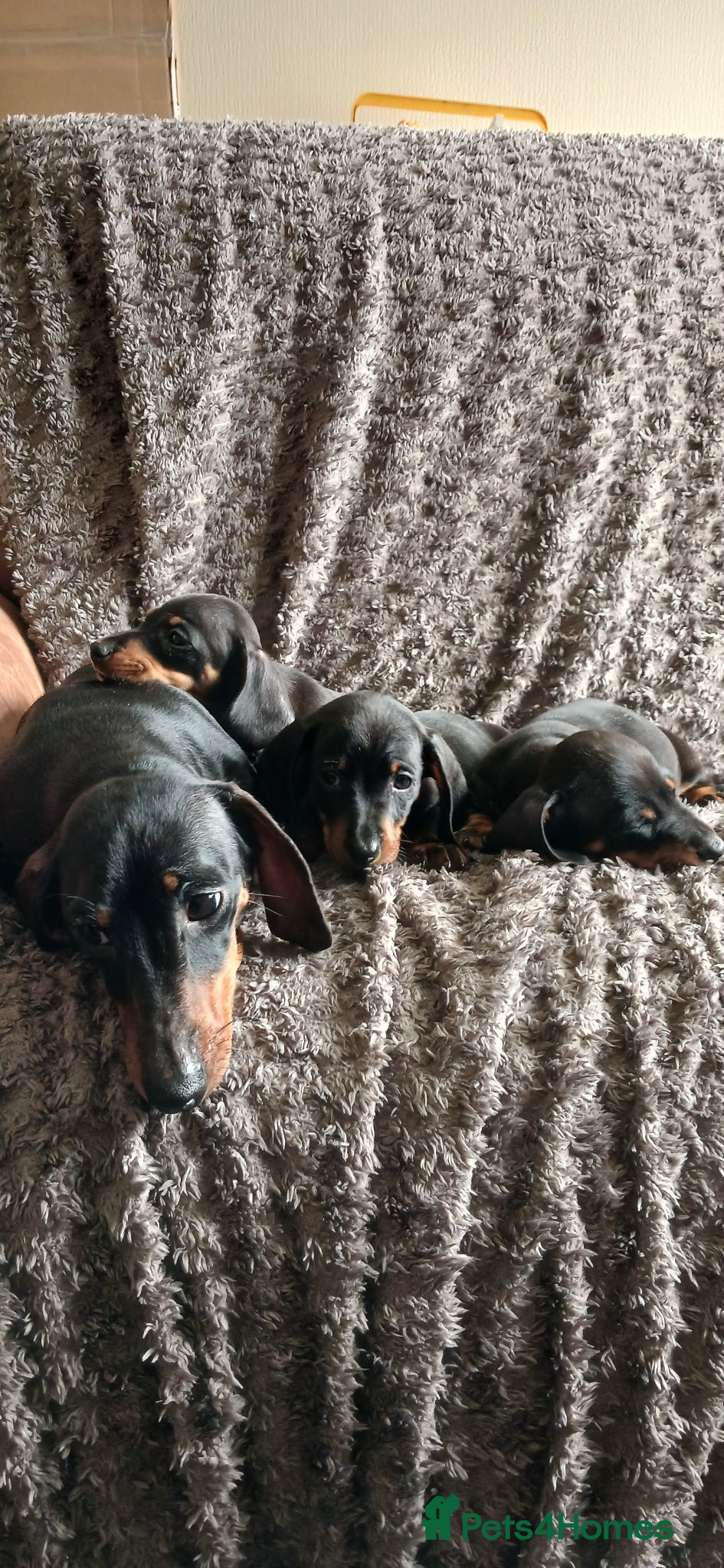Miniature Dachshund dogs Mini Dachshund Boys - Advert 5