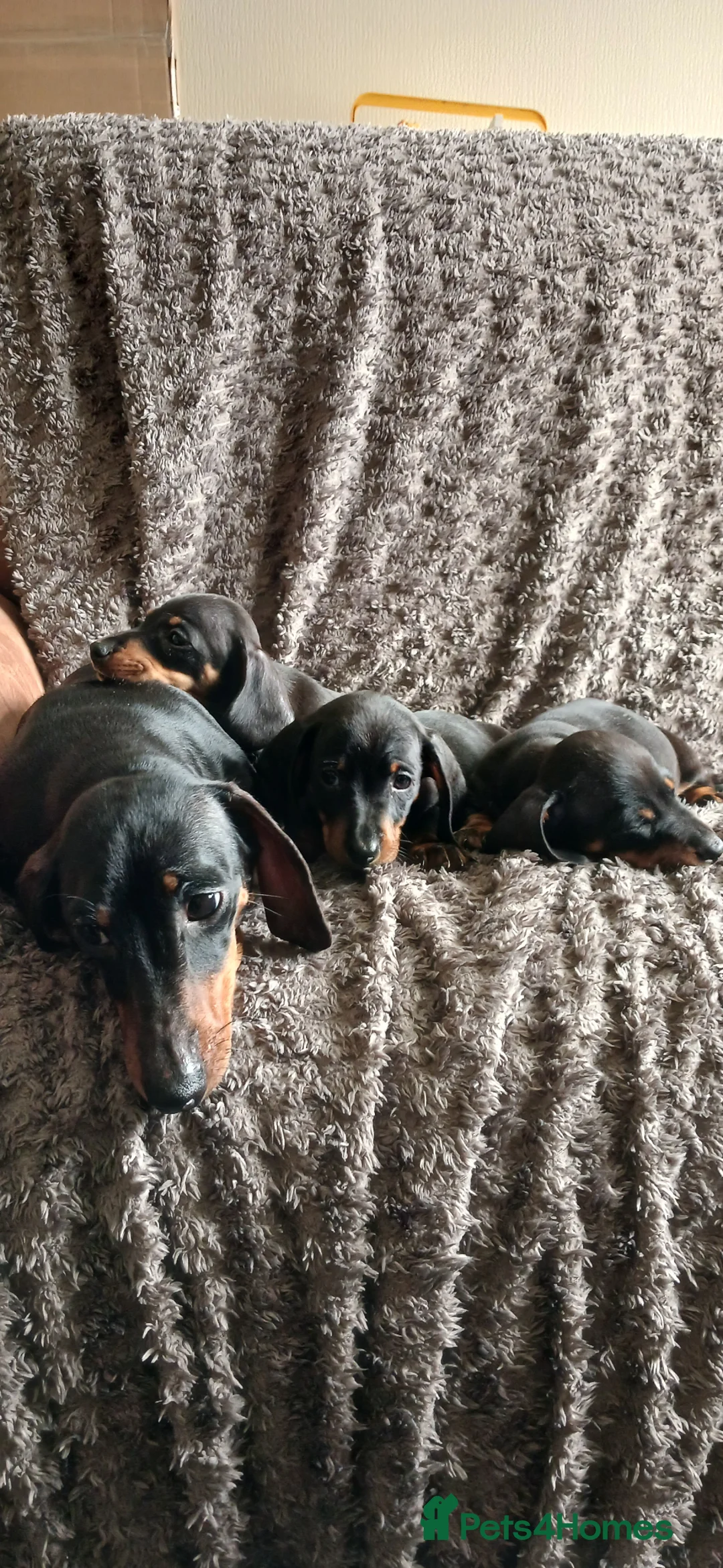 Miniature Dachshund dogs for sale: Mini Dachshund Boys - Advert 1