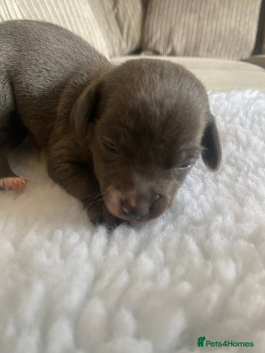 Mixed Breed dogs for sale: Tiny chiweenie puppy’s  - Image 19