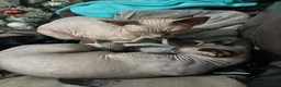 Sphynx cats for sale: Stunning Sphynx Kitten for Sale – Ready Now - Advert 7